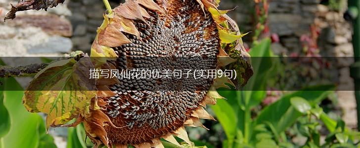 描写凤仙花的优美句子(实用9句),第1张