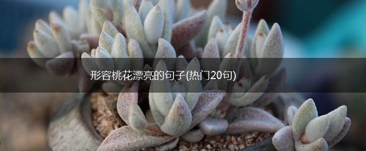 形容桃花漂亮的句子(热门20句),第1张