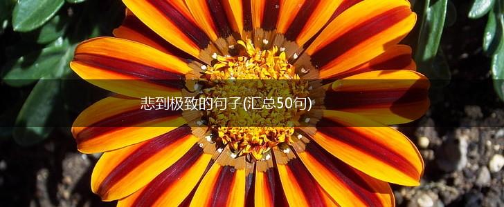 悲到极致的句子(汇总50句),第1张