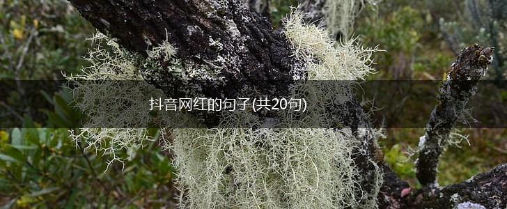 抖音网红的句子(共20句),第1张