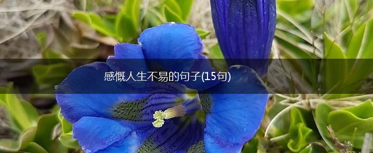 感慨人生不易的句子(15句),第1张