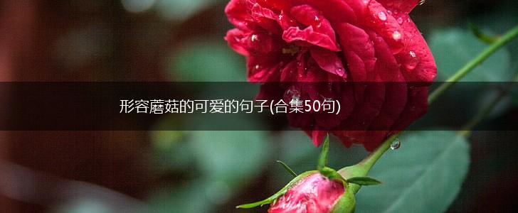 形容蘑菇的可爱的句子(合集50句),第1张