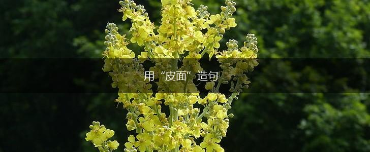 用“皮面”造句,第1张 用“皮面”造句,第1张