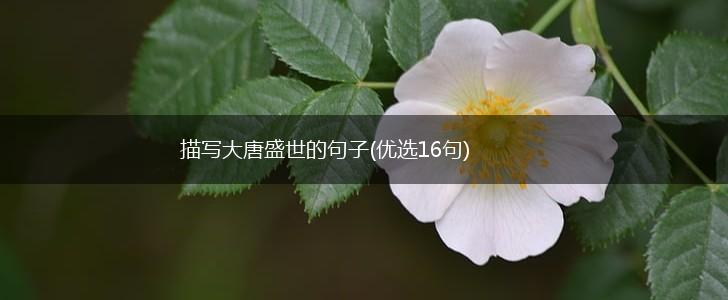 描写大唐盛世的句子(优选16句),第1张