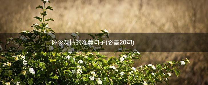 怀念友情的唯美句子(必备20句),第1张
