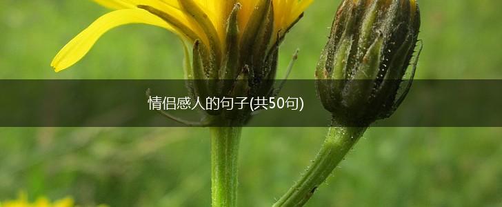 情侣感人的句子(共50句),第1张