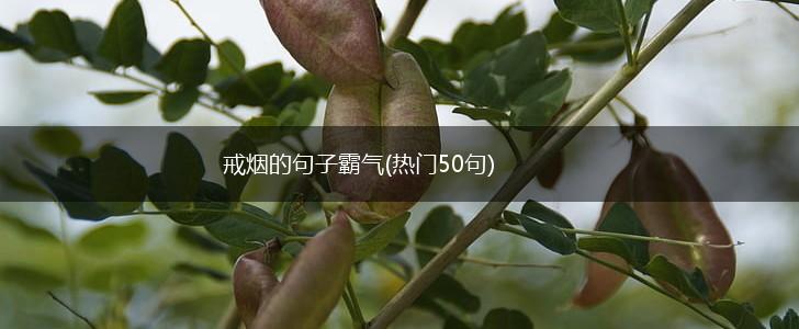 戒烟的句子霸气(热门50句),第1张