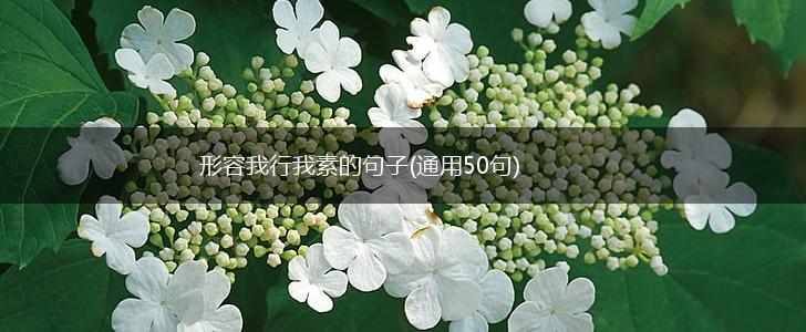 形容我行我素的句子(通用50句),第1张
