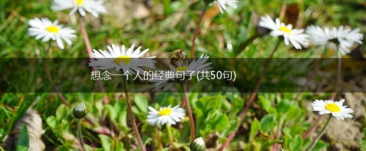 想念一个人的经典句子(共50句),第1张
