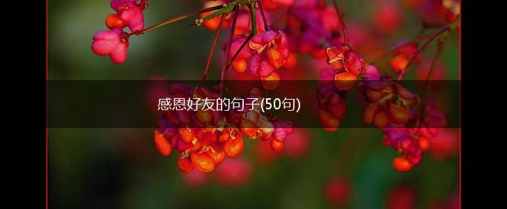 感恩好友的句子(50句),第1张