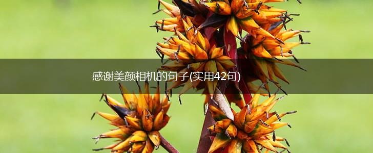 感谢美颜相机的句子(实用42句),第1张
