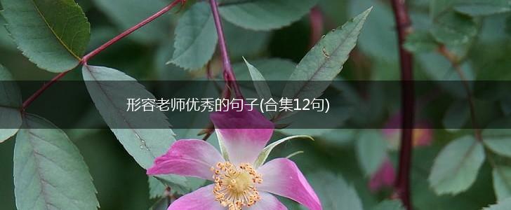 形容老师优秀的句子(合集12句),第1张