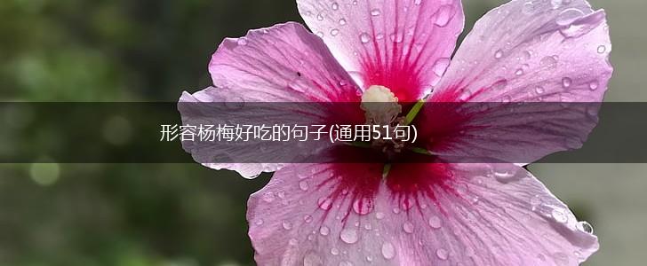 形容杨梅好吃的句子(通用51句),第1张