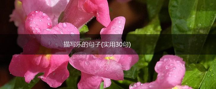 描写乐的句子(实用30句),第1张