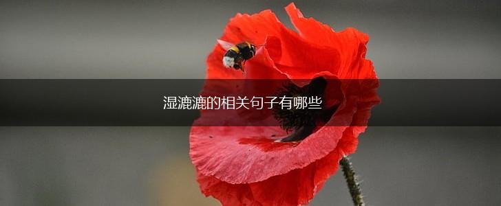 湿漉漉的相关句子有哪些,第1张