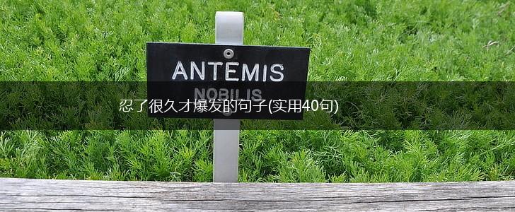 忍了很久才爆发的句子(实用40句),第1张