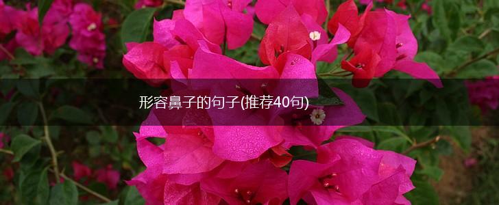 形容鼻子的句子(推荐40句),第1张