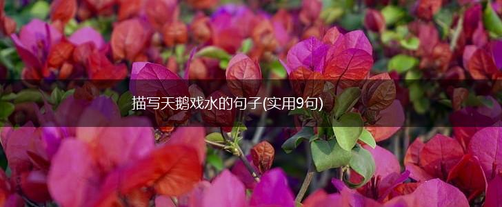 描写天鹅戏水的句子(实用9句),第1张
