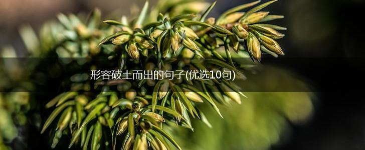 形容破土而出的句子(优选10句),第1张
