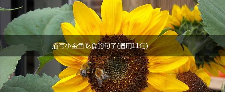 描写小金鱼吃食的句子(通用11句),第1张