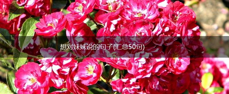 想对妹妹说的句子(汇总50句),第1张