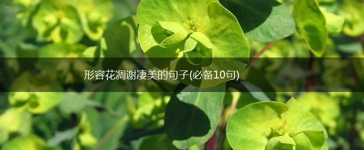 形容花凋谢凄美的句子(必备10句),第1张