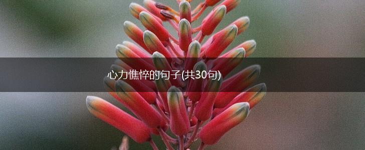 心力憔悴的句子(共30句),第1张
