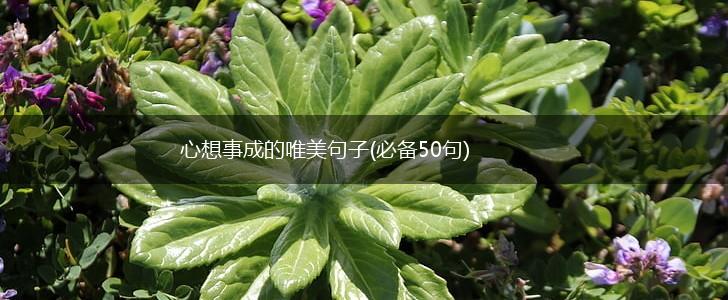 心想事成的唯美句子(必备50句),第1张