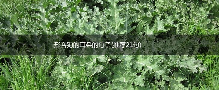 形容狗的耳朵的句子(推荐21句),第1张