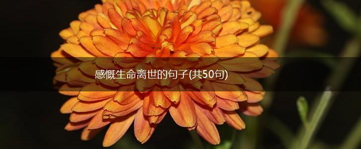 感慨生命离世的句子(共50句),第1张