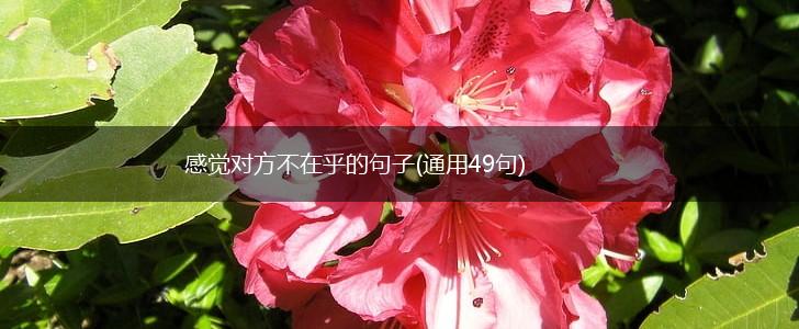 感觉对方不在乎的句子(通用49句),第1张