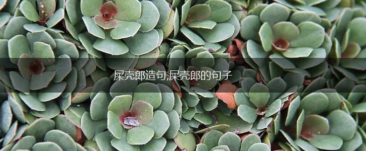 屎壳郎造句,屎壳郎的句子,第1张