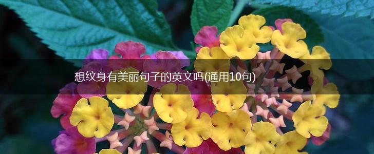 想纹身有美丽句子的英文吗(通用10句),第1张