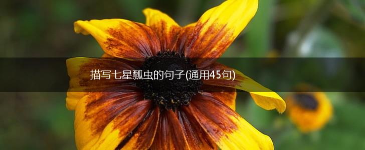 描写七星瓢虫的句子(通用45句),第1张