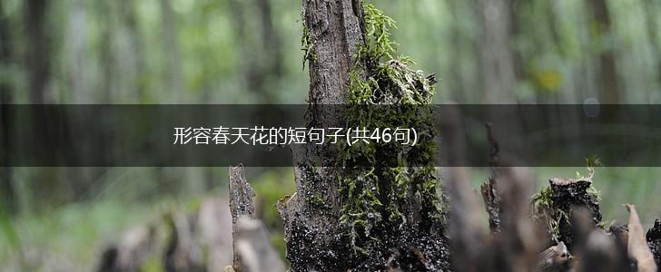 形容春天花的短句子(共46句),第1张