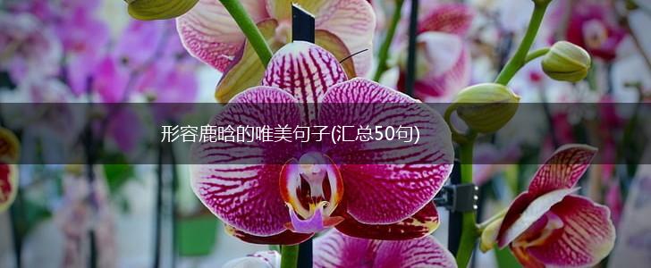 形容鹿晗的唯美句子(汇总50句),第1张