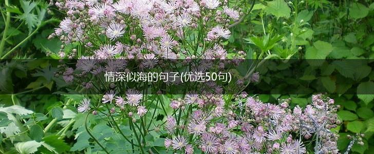 情深似海的句子(优选50句),第1张