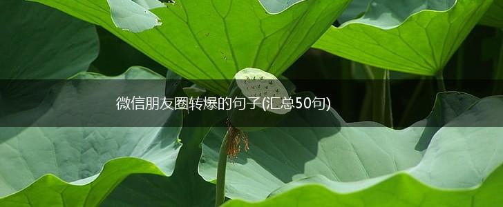 微信朋友圈转爆的句子(汇总50句),第1张