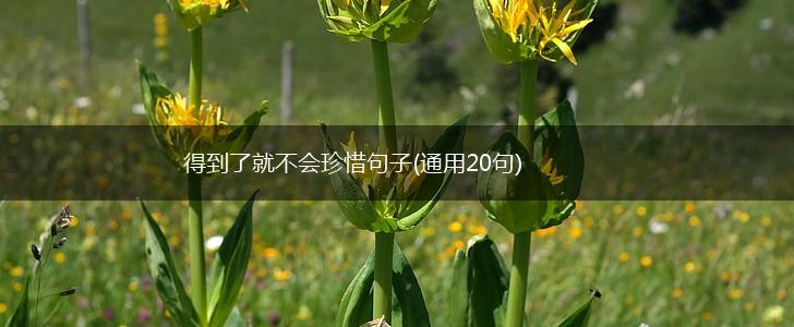得到了就不会珍惜句子(通用20句),第1张