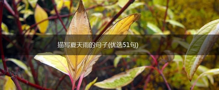 描写夏天雨的句子(优选51句),第1张