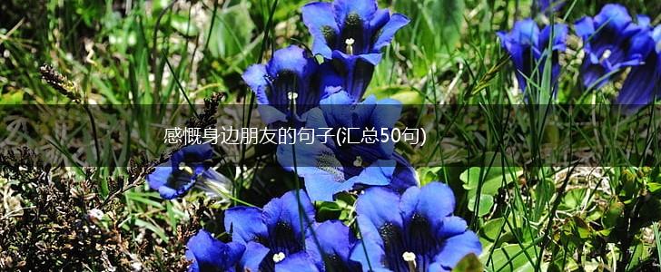 感慨身边朋友的句子(汇总50句),第1张