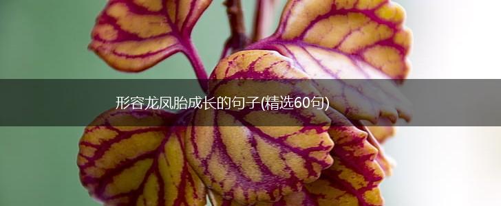 形容龙凤胎成长的句子(精选60句),第1张