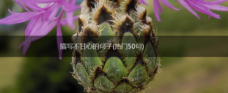 描写不甘心的句子(热门50句),第1张