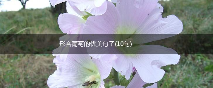 形容葡萄的优美句子(10句),第1张