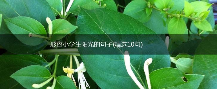 形容小学生阳光的句子(精选10句),第1张