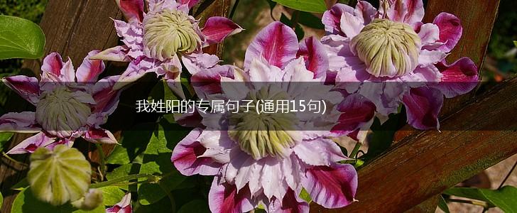 我姓阳的专属句子(通用15句),第1张