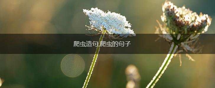 爬虫造句,爬虫的句子,第1张 爬虫造句,爬虫的句子,第1张