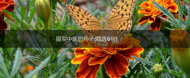描写中医的句子(精选6句),第1张
