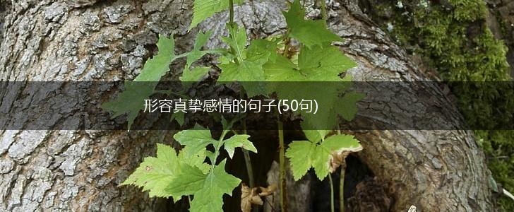 形容真挚感情的句子(50句),第1张
