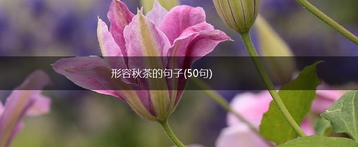 形容秋茶的句子(50句),第1张